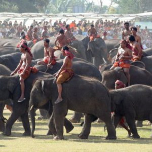 Elephant Festival in Surin