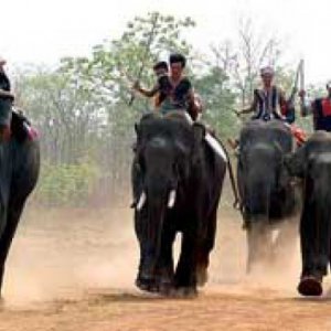 Elephant run Vietnam