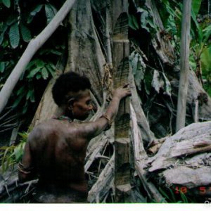 Папуа - люди на деревьях